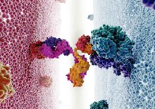 Mechanistic Quantitative Pharmacology Strategies for the Early Clinical Development of Bispecific Antibodies in Oncology