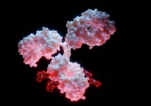 Model-Informed Therapeutic Dose Optimization Strategies for Antibody-Drug Conjugates in Oncology: What Can We Learn From US Food and Drug Administration-Approved Antibody-Drug Conjugates?